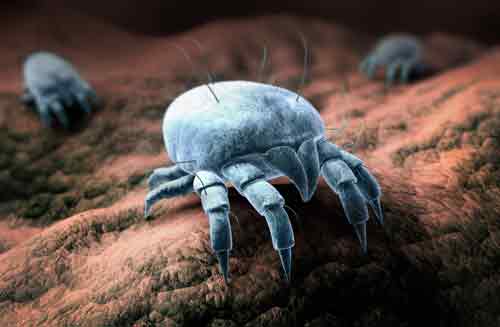 mites that entered your home's HVAC system